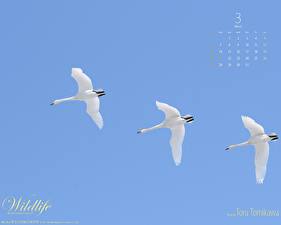 Фотография Птицы Гуси Животные