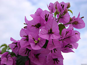 Фотография Бугенвиллия Цветы