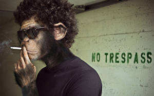 Фотография человек обезьяна