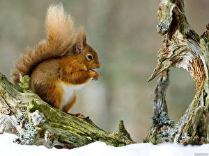 Обои для рабочего стола Грызуны Белка на деревяшке животное
