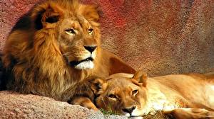 Фотографии Большие кошки Львы лев с львицей