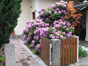 Фотография Ландшафтный дизайн цветущий куст у дома Города