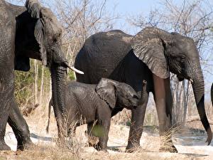 Обои Слоны со слоненком