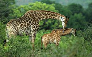 Картинка Жирафы со своим детенышем