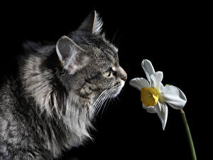 Фото Коты Нарциссы Нюхают Черный фон Животные Цветы