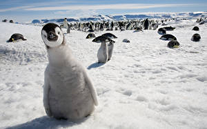 Фото Пингвины стая пингвинов животное