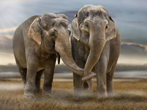 Картинки Слоны держатся хоботами Животные