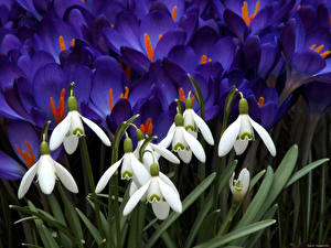 Обои Подснежники цветок