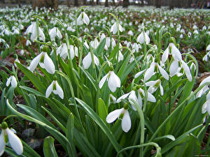 Фото Подснежники растут в земле