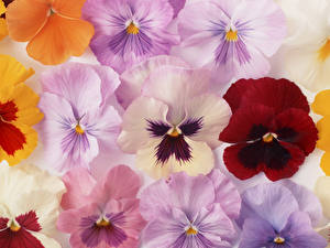 Фотография Фиалка трёхцветная разных цветов цветок