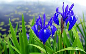 Картинка Ирисы синие цветок