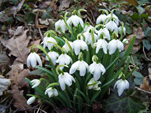 Фото Галантус в земле