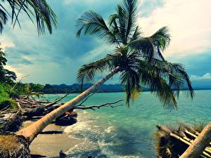Фотография Тропики Пальмы пальма над морем Природа