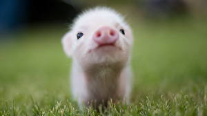 Фото Домашняя свинья маленький паросенок Животные