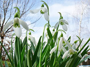 Фотографии Галантус