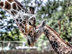 Фотографии Жирафы Животные