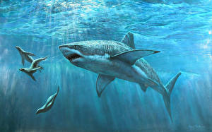 Фото Подводный мир Акулы животное