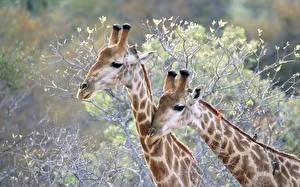 Фотография Жирафы животное
