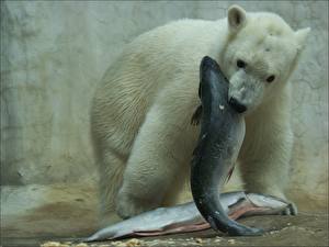 Фотографии Медведь Полярный Гурман животное