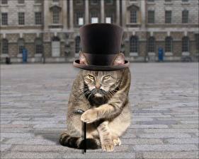 Фотографии Шляпе Английский кот Смешные