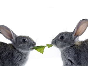 Картинка Грызуны Зайцы Животные