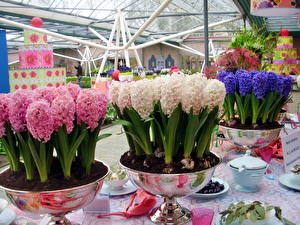 Картинка Гиацинты