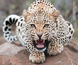 Картинки Большие кошки Леопард Клыки животное