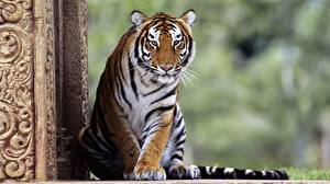 Фотография Большие кошки Тигр