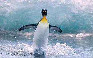 Картинка Пингвины животное