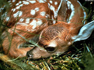 Картинки Олени Животные