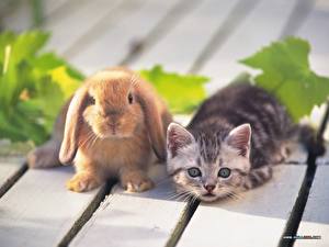 Картинки Грызуны Кошки Кролик Котят животное