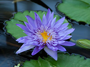 Фотография Кувшинки