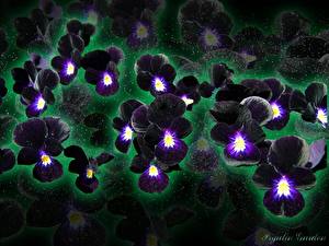 Фото Анютины глазки