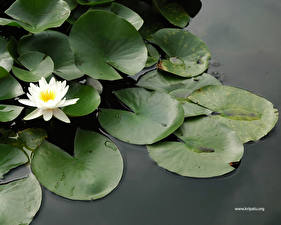 Обои Водяные лилии цветок