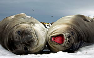 Фото Тюлени Животные