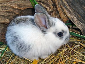 Фотография Грызуны Зайцы Животные