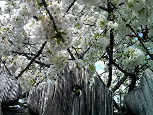 Фото Цветущие деревья цветок