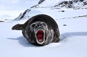 Картинки Тюлени Животные