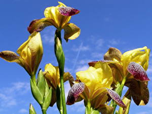 Картинки Ирисы цветок