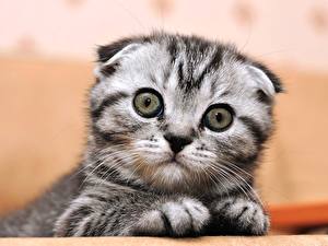 Фотографии Кот Скоттиш-фолд Котенка кот в шоке