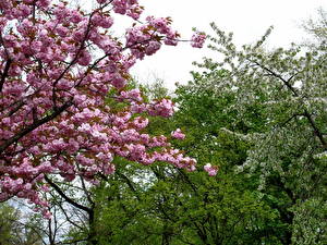 Фото Цветущие деревья цветок