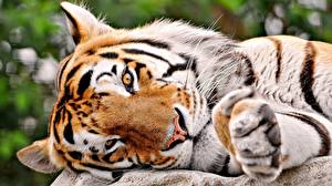 Картинка Большие кошки Тигры