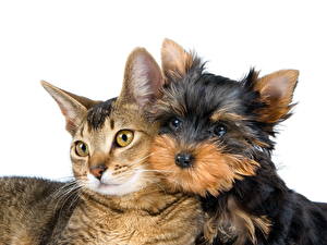 Обои Собаки Коты Йоркширский терьер животное
