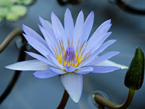 Фото Водяные лилии Цветы