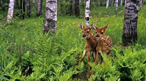 Фотографии Олени животное