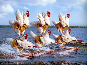 Фотографии Курица