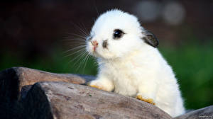 Фотографии Грызуны Зайцы Животные