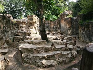 Фотография Обезьяны