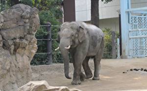 Фото Слоны животное