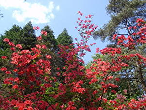 Картинка Цветущие деревья Родендрон цветок